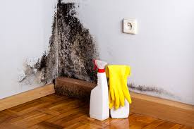 Best Basement Mold Removal  in Navarre, OH